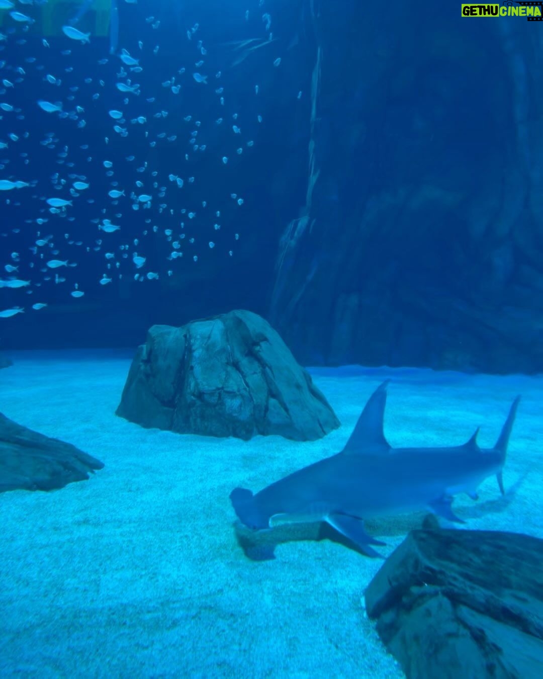 Chase Stokes Instagram - kels likes sharks more than me