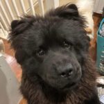 Chelsea Handler Instagram – Meet Doug Handler. He is an 8 month full blown chow chow rescue with my favorite body type. FULL-BODIED. And he slept in my bed on our first night. Just the way I like it! I’ll see you tomorrow on the CW for the Critics Choice Awards. ❤️🤸🏽♂️