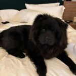 Chelsea Handler Instagram – Meet Doug Handler. He is an 8 month full blown chow chow rescue with my favorite body type. FULL-BODIED. And he slept in my bed on our first night. Just the way I like it! I’ll see you tomorrow on the CW for the Critics Choice Awards. ❤️🤸🏽♂️
