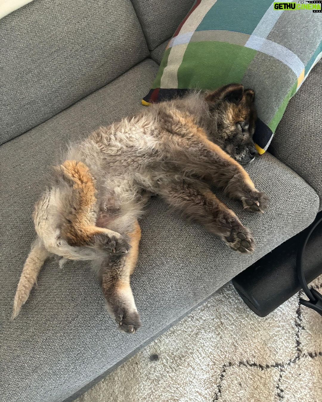 Chelsea Handler Instagram - As my time in Whistler comes to a close, I am grateful to all the children who laugh at my inability to cook, whisper about me at dinner, and never allow me to sleep alone. Doug has been a great addition to our family and Bernice sleeps with one leg in the air, just like her mama. My winter has been filled with laughter, lots and lots of dog hair, and I’ve learned how to change a vacuum bag, and I’m only 49! I was wearing the sock in the last slide for 2 days until I realized something was off.