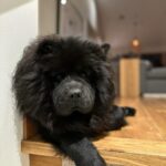 Chelsea Handler Instagram - For those of you who think I hate children because I don’t want them, I would like to point out how enthralled I am in their company. My time in Whistler is spent running a daycare center for children and dogs. They cannot get enough of me and the feeling is mutual.