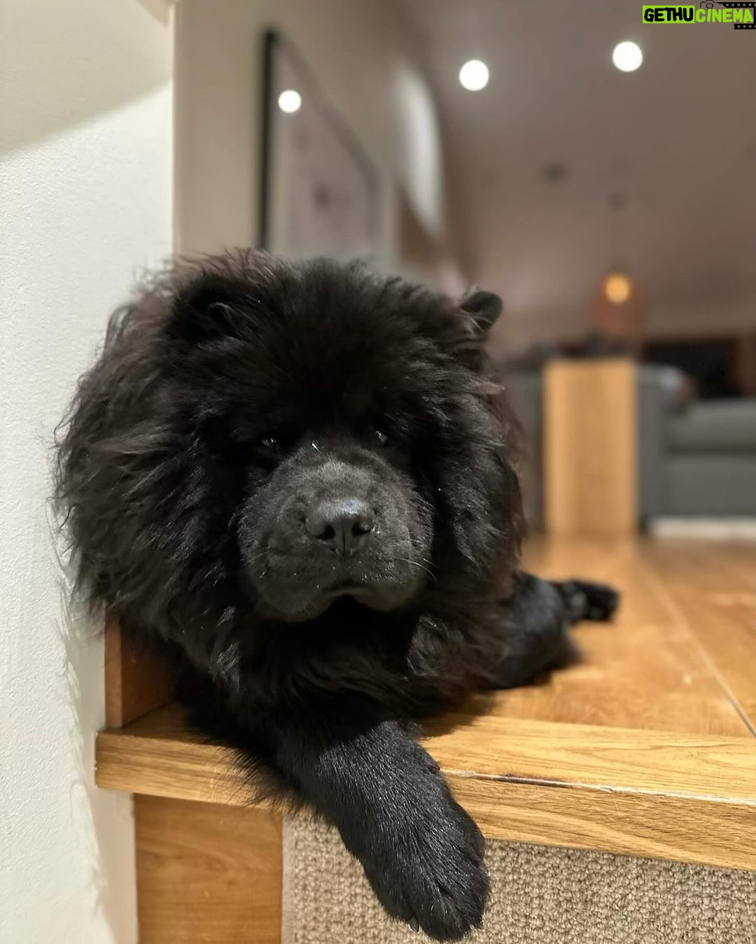 Chelsea Handler Instagram - For those of you who think I hate children because I don’t want them, I would like to point out how enthralled I am in their company. My time in Whistler is spent running a daycare center for children and dogs. They cannot get enough of me and the feeling is mutual.