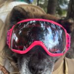 Chelsea Handler Instagram - The snow has arrived and I have a revolving door of visitors coming to visit, and it is all very happy making. I’ve got my friends, my dogs, and lots and lots of vitamins.
