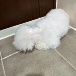 Chenle Instagram - 대갈아 미안해…털이 엉켜서 아프니까 어쩔없이 짤라야대 비주얼 좀 포기하장 얼굴은예뻐^^