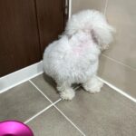 Chenle Instagram - 대갈아 미안해…털이 엉켜서 아프니까 어쩔없이 짤라야대 비주얼 좀 포기하장 얼굴은예뻐^^