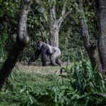Cher Instagram – With your support, Free The Wild can continue providing wild animals that suffer in captivity everyday, a better chance at life.

There are thousands of animals in need and our list is always growing; Bua Noi, the lone female gorilla in a Bangkok city mall, dozens of asian elephants suffering across the Americas, Europe and Asia, most recently a protected, baby Asian Black Bear are just a the tip of the iceberg.

Please consider making a donation to @ftwglobal today ❤️