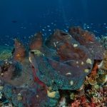 Chermarn Boonyasak Instagram - ตื่นเต้นกับครั้งแรกที่ได้เจอ Giant clams ตัวน้องใหญ่มากงับพลอยเข้าไปได้ทั้งตัวสบายๆเลยนะเนี่ย