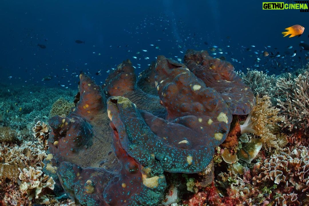 Chermarn Boonyasak Instagram - ตื่นเต้นกับครั้งแรกที่ได้เจอ Giant clams ตัวน้องใหญ่มากงับพลอยเข้าไปได้ทั้งตัวสบายๆเลยนะเนี่ย