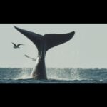Chino Darín Instagram - . ¡ARGENTINA SALVAJE llega al Espacio INCAA CINE GAUMONT! La primera película argentina de naturaleza y vida salvaje para cines. PREESTRENO 30 DE AGOSTO Función Especial - LOCALIDADES AGOTADAS ESTRENO Del 31/08 al 06/09 ( martes 05/09 sin función) Horario de función diaria: 17.30 h. Sala: 1 Leonardo Favio Avda Rivadavia 1635, CABA ¡NO TE PIERDAS ESTE INCREÍBLE DOCUMENTAL! La naturaleza y la fauna silvestre también puede tener un espacio en nuestros cines. Ayudanos a difundir… ¡entre todos estamos haciendo conservación! Boleto Oficial Cinematográfico Público general: $400 Jubilados y pensionados: $200 Estudiantes (todos los niveles): $200 Afiliados de A.A.A., SADOP, ATE, UPCN, SUTERH, AEFYP y SICA: $ 200.- Personas con certificado de discapacidad: 10% del valor del BOC. Empleados del INCAA: 10% del valor del BOC. Las entradas pueden retirarse anticipadamente en la ventanilla del cine. @jumarafilms @lightandshadowtv @kenyafilms @chinodarin @incaa_argentina @cine.gaumont