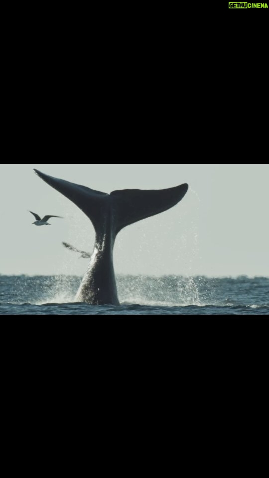 Chino Darín Instagram - . ¡ARGENTINA SALVAJE llega al Espacio INCAA CINE GAUMONT! La primera película argentina de naturaleza y vida salvaje para cines. PREESTRENO 30 DE AGOSTO Función Especial - LOCALIDADES AGOTADAS ESTRENO Del 31/08 al 06/09 ( martes 05/09 sin función) Horario de función diaria: 17.30 h. Sala: 1 Leonardo Favio Avda Rivadavia 1635, CABA ¡NO TE PIERDAS ESTE INCREÍBLE DOCUMENTAL! La naturaleza y la fauna silvestre también puede tener un espacio en nuestros cines. Ayudanos a difundir… ¡entre todos estamos haciendo conservación! Boleto Oficial Cinematográfico Público general: $400 Jubilados y pensionados: $200 Estudiantes (todos los niveles): $200 Afiliados de A.A.A., SADOP, ATE, UPCN, SUTERH, AEFYP y SICA: $ 200.- Personas con certificado de discapacidad: 10% del valor del BOC. Empleados del INCAA: 10% del valor del BOC. Las entradas pueden retirarse anticipadamente en la ventanilla del cine. @jumarafilms @lightandshadowtv @kenyafilms @chinodarin @incaa_argentina @cine.gaumont