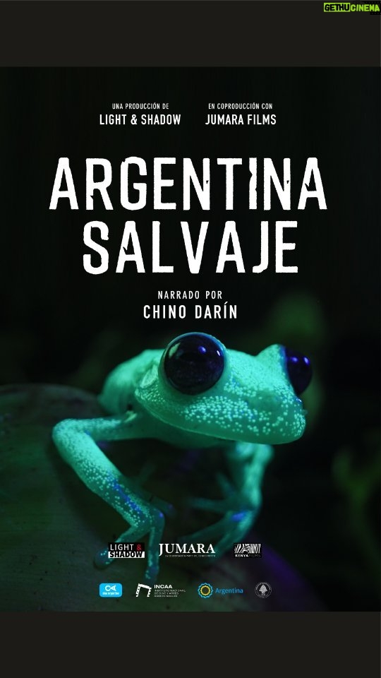 Chino Darín Instagram - . ¡CUENTA REGRESIVA! Doble Preestreno Llega el preestreno de Argentina Salvaje, la primera película argentina de naturaleza y vida salvaje para cines. Narrada por Chino DarÍn, se trata de una producción original de Light & Shadow (Alemania) junto a Jumara Films (Argentina) con la participación los mejores camarógrafos de vida salvaje de Sudamérica. Preestreno 1: 17 de Agosto Centro Cultural de la Ciencia CUPOS AGOTADOS Preestreno 2 30 de Agosto Cines Gaumont MUY PRONTO ABRIREMOS EL REGISTRO. ¡No te pierdas este increíble documental! @jumarafilms @lightandshadowtv @kenyafilms @chinodarin @incaa_argentina @ccdelaciencia #jumarafilms #ArgentinaSalvaje