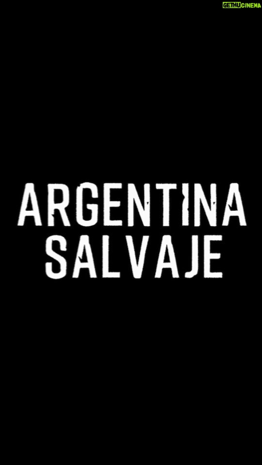 Chino Darín Instagram - . ¡MUY PRONTO! Ya llega Argentina Salvaje, la primera película argentina de naturaleza y vida salvaje para cines. Filmada en la más alta calidad (4k/8k) y con las técnicas cinematográficas más modernas, por los mejores camarógrafos de vida salvaje de Sudamérica. Narrada por @chinodarin Producción: @lightandshadowtv (Alemania) + @jumarafilms (Argentina). @kenyafilms @incaa_argentina @ccdelaciencia ¡NO TE PIERDAS EL PREESTRENO DE ESTE INCREÍBLE DOCUMENTAL! #jumarafilms #ArgentinaSalvaje