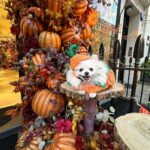 Chloe Khan Instagram - My very scary pumpkin . @diorcaviar is all ready for #Halloween are u ? 😜🎃🐾 Neill Strain Floral Couture