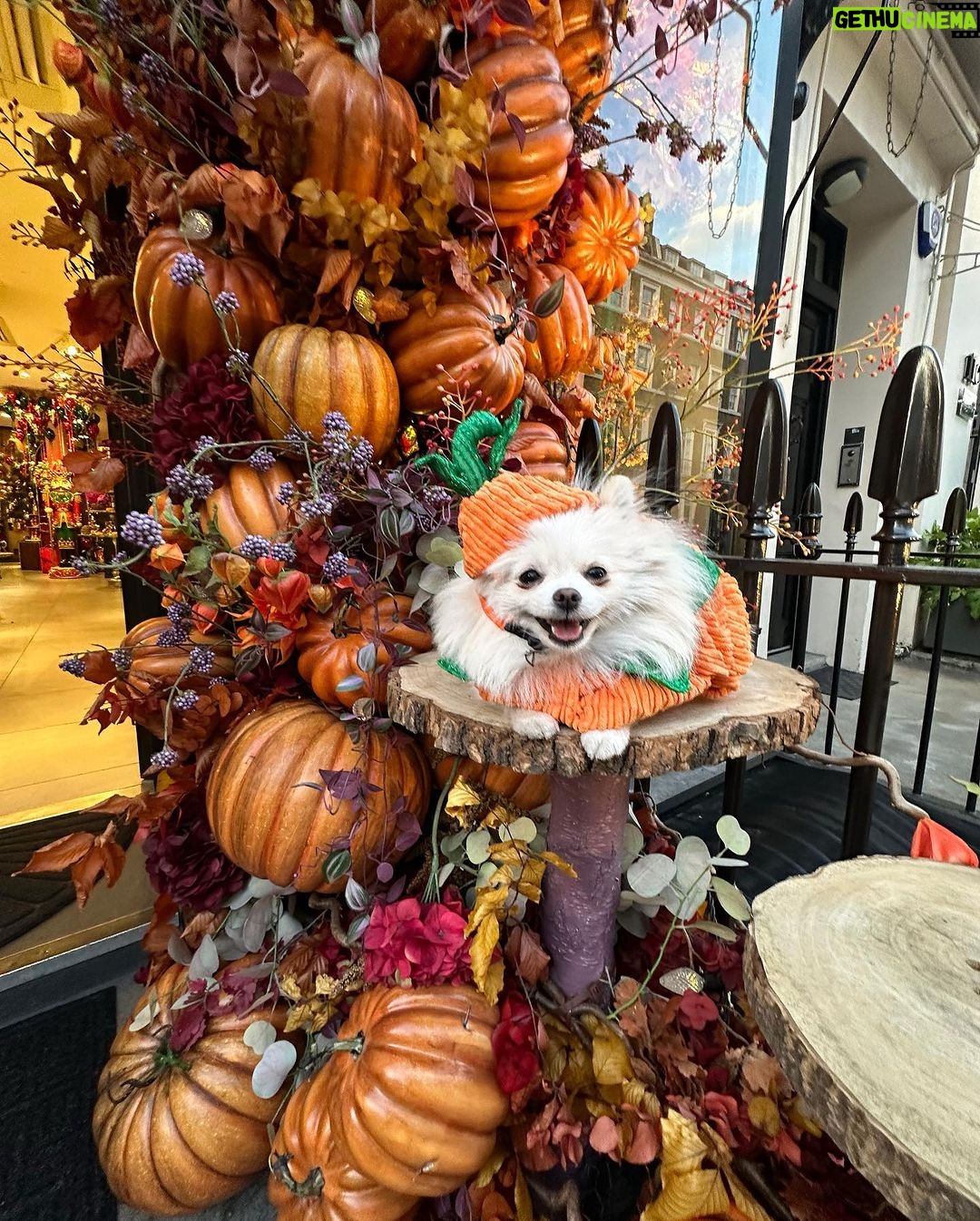Chloe Khan Instagram - My very scary pumpkin . @diorcaviar is all ready for #Halloween are u ? 😜🎃🐾 Neill Strain Floral Couture
