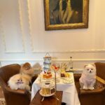 Chloe Khan Instagram - Delightful Pomeranian palace afternoon tea today with @rocco_the_pomeranian & @diorcaviar ☕️ 💕 The Egerton House Hotel