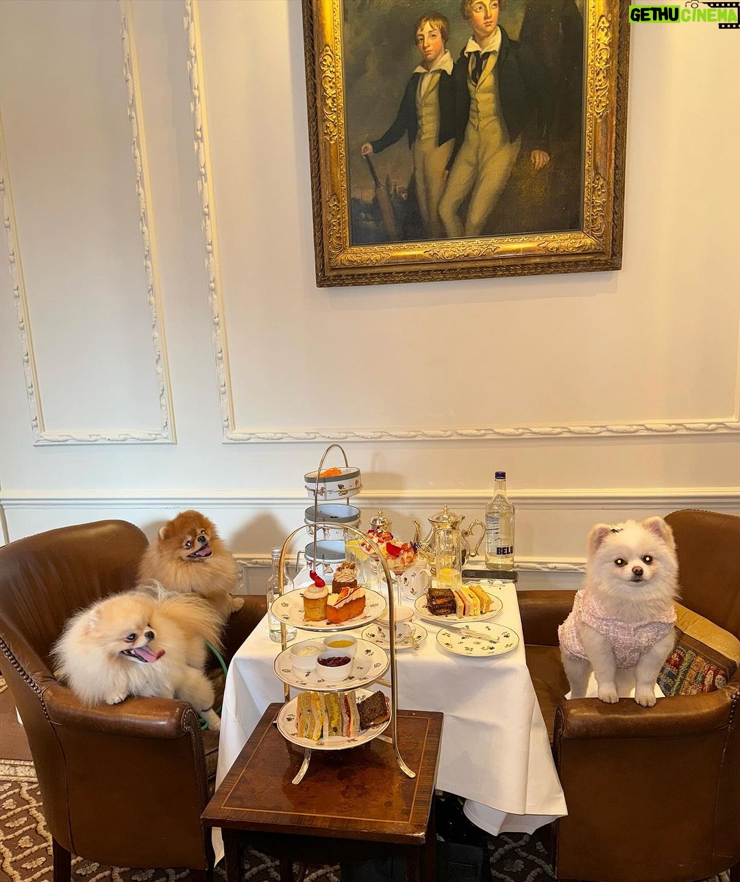 Chloe Khan Instagram - Delightful Pomeranian palace afternoon tea today with @rocco_the_pomeranian & @diorcaviar ☕️ 💕 The Egerton House Hotel