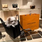 Chloe Khan Instagram - Shoppy shop 🛍️ Louis Vuitton