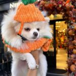 Chloe Khan Instagram - My very scary pumpkin . @diorcaviar is all ready for #Halloween are u ? 😜🎃🐾 Neill Strain Floral Couture