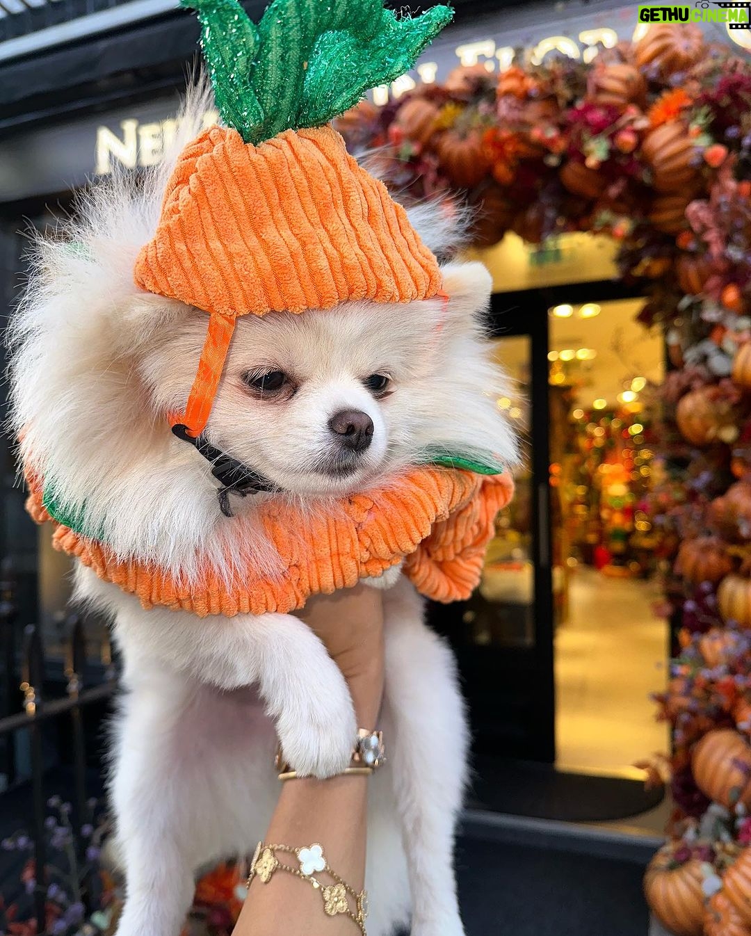 Chloe Khan Instagram - My very scary pumpkin . @diorcaviar is all ready for #Halloween are u ? 😜🎃🐾 Neill Strain Floral Couture