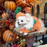 Chloe Khan Instagram - My very scary pumpkin . @diorcaviar is all ready for #Halloween are u ? 😜🎃🐾 Neill Strain Floral Couture