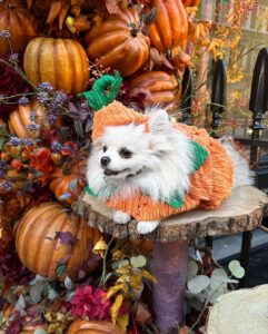 Chloe Khan Instagram - My very scary pumpkin . @diorcaviar is all ready for #Halloween are u ? 😜🎃🐾 Neill Strain Floral Couture