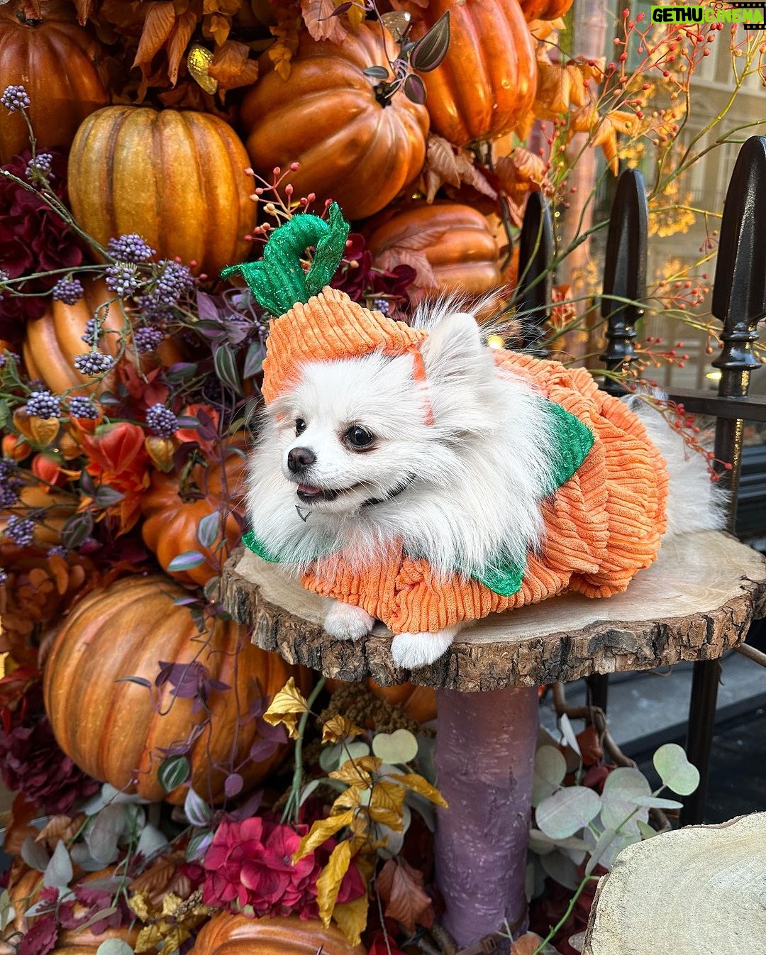 Chloe Khan Instagram - My very scary pumpkin . @diorcaviar is all ready for #Halloween are u ? 😜🎃🐾 Neill Strain Floral Couture