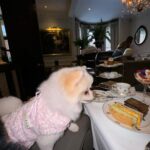 Chloe Khan Instagram - Delightful Pomeranian palace afternoon tea today with @rocco_the_pomeranian & @diorcaviar ☕️ 💕 The Egerton House Hotel