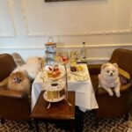 Chloe Khan Instagram - Delightful Pomeranian palace afternoon tea today with @rocco_the_pomeranian & @diorcaviar ☕️ 💕 The Egerton House Hotel