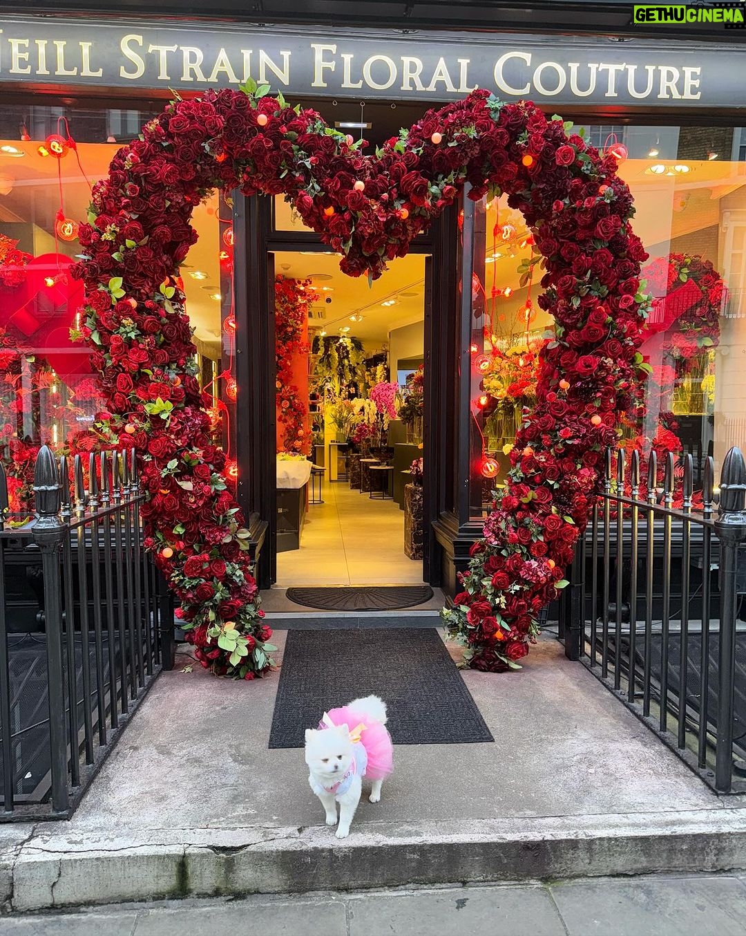 Chloe Khan Instagram - Peaceful day in my peaceful neighbourhood 🌹❤️☕️ Belgravia, London