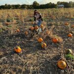 Chloe Veitch Instagram - 🎃 IM SO PROUD OF MY PUMPKIN PICKING SKILLS