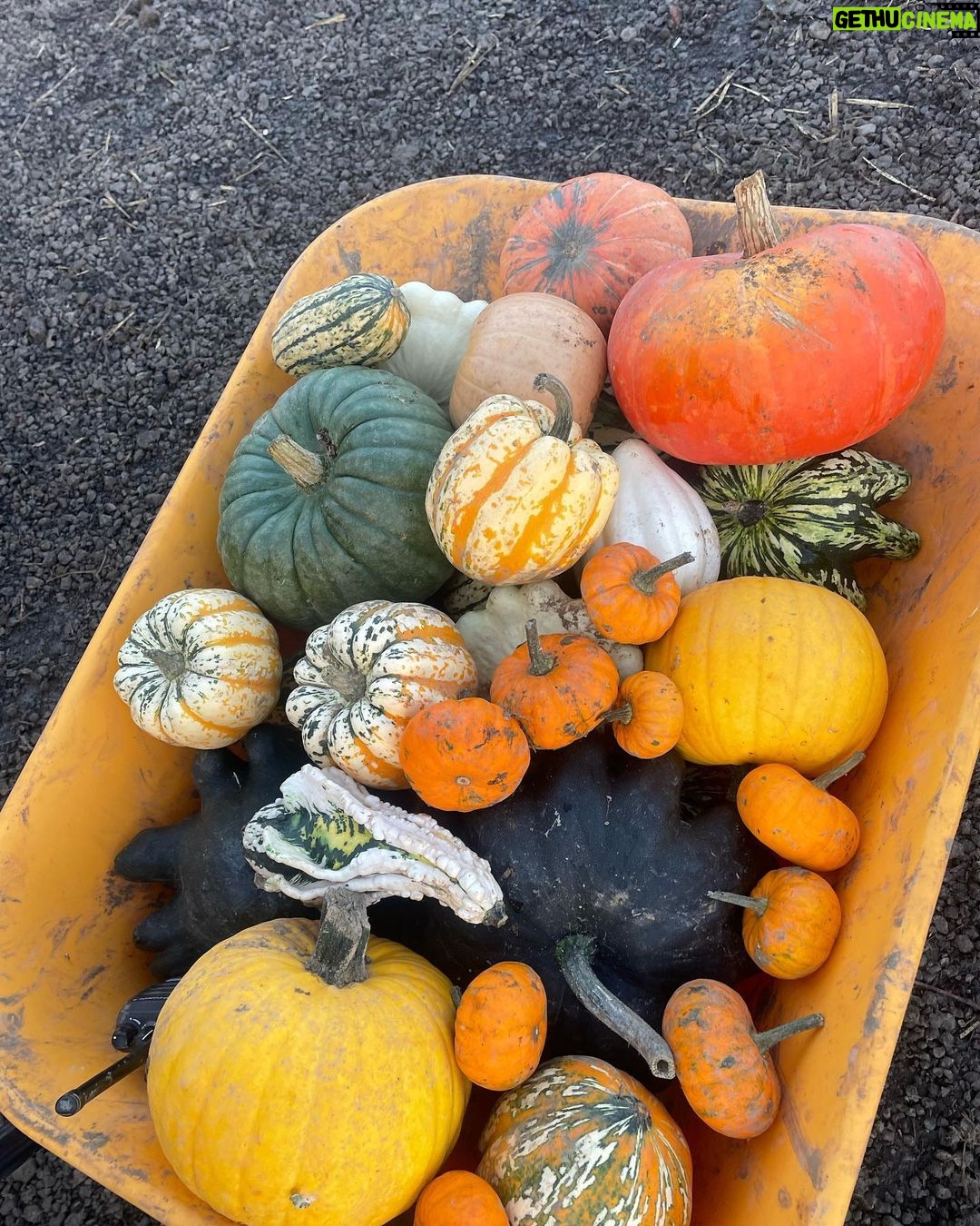 Chloe Veitch Instagram - 🎃 IM SO PROUD OF MY PUMPKIN PICKING SKILLS