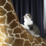 Choi Tae-joon Instagram - 귀염둥이 칸