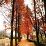 Choi Tae-joon Instagram - 🍁