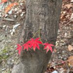 Choi Ye-na Instagram - 🍁🍁🍁🦘