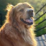 Chris Colfer Instagram - Happy #nationalgoldenretrieverday!