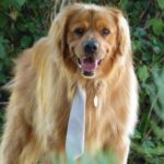 Chris Colfer Instagram - Happy #nationalgoldenretrieverday!