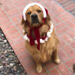 Chris Colfer Instagram - Happy #nationalgoldenretrieverday!