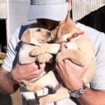 Chris Hughes Instagram - I'm still obsessed 😪🐶