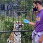 Chris Hughes Instagram - I saw a tiger, and the tiger saw a man 🐅🥵 @paradisewildlifepark