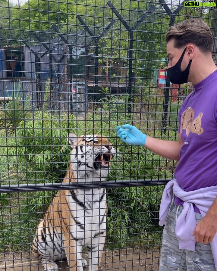 Chris Hughes Instagram - I saw a tiger, and the tiger saw a man 🐅🥵 @paradisewildlifepark