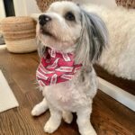 Chrissy Metz Instagram - It’s Mabel’s world, we’re all just livin’ in it. Happy #NationalDogDay, y’all! 🐾