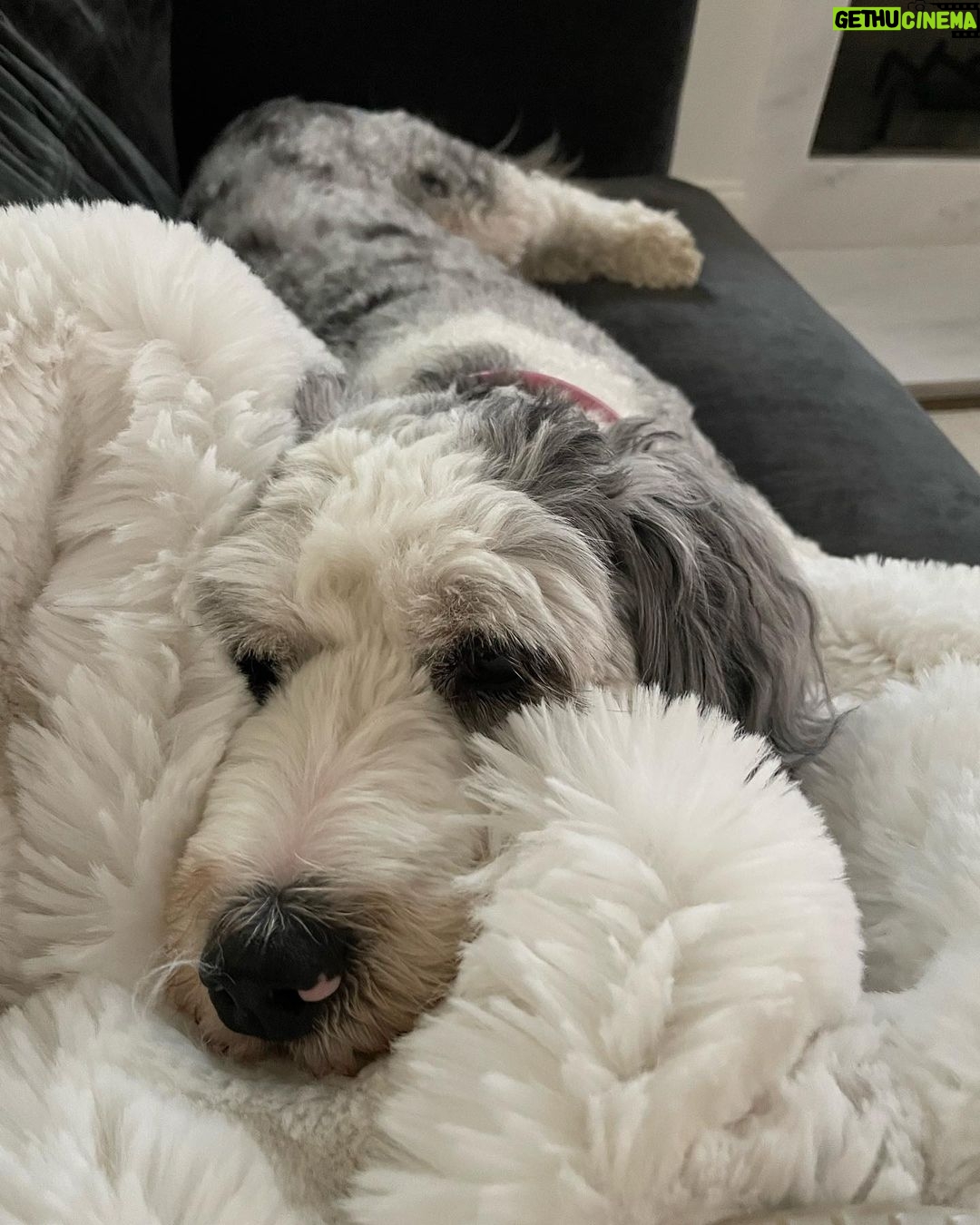 Chrissy Metz Instagram - It’s Mabel’s world, we’re all just livin’ in it. Happy #NationalDogDay, y’all! 🐾