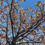 Chrissy Metz Instagram - Fall is fall-in’ ya’ll .