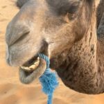 Christian Convery Instagram - Received a very special call in the Sahara Desert while getting on my Dromedarie at 7am and it’s very exciting news! Can’t wait to share! 🎬🎥🎬🎥 2024 is starting off with a bang!💥💥💥 #positivemindset #positivevibes