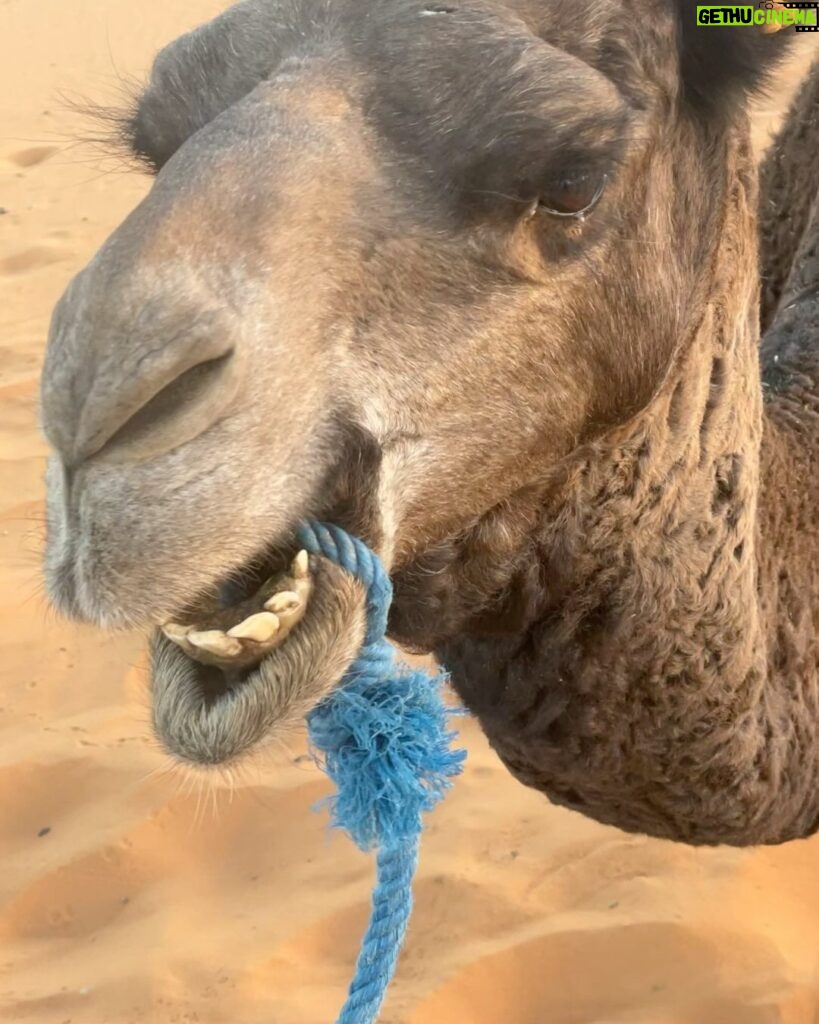 Christian Convery Instagram - Received a very special call in the Sahara Desert while getting on my Dromedarie at 7am and it’s very exciting news! Can’t wait to share! 🎬🎥🎬🎥 2024 is starting off with a bang!💥💥💥 #positivemindset #positivevibes