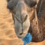Christian Convery Instagram - Received a very special call in the Sahara Desert while getting on my Dromedarie at 7am and it’s very exciting news! Can’t wait to share! 🎬🎥🎬🎥 2024 is starting off with a bang!💥💥💥 #positivemindset #positivevibes
