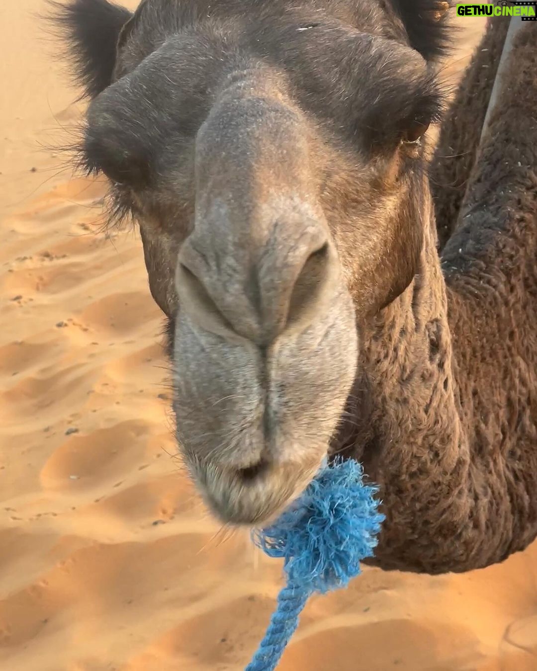 Christian Convery Instagram - Received a very special call in the Sahara Desert while getting on my Dromedarie at 7am and itβs very exciting news! Canβt wait to share! π¬π₯π¬π₯ 2024 is starting off with a bang!π₯π₯π₯ #positivemindset #positivevibes