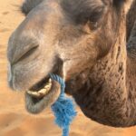 Christian Convery Instagram - Received a very special call in the Sahara Desert while getting on my Dromedarie at 7am and it’s very exciting news! Can’t wait to share! 🎬🎥🎬🎥 2024 is starting off with a bang!💥💥💥 #positivemindset #positivevibes