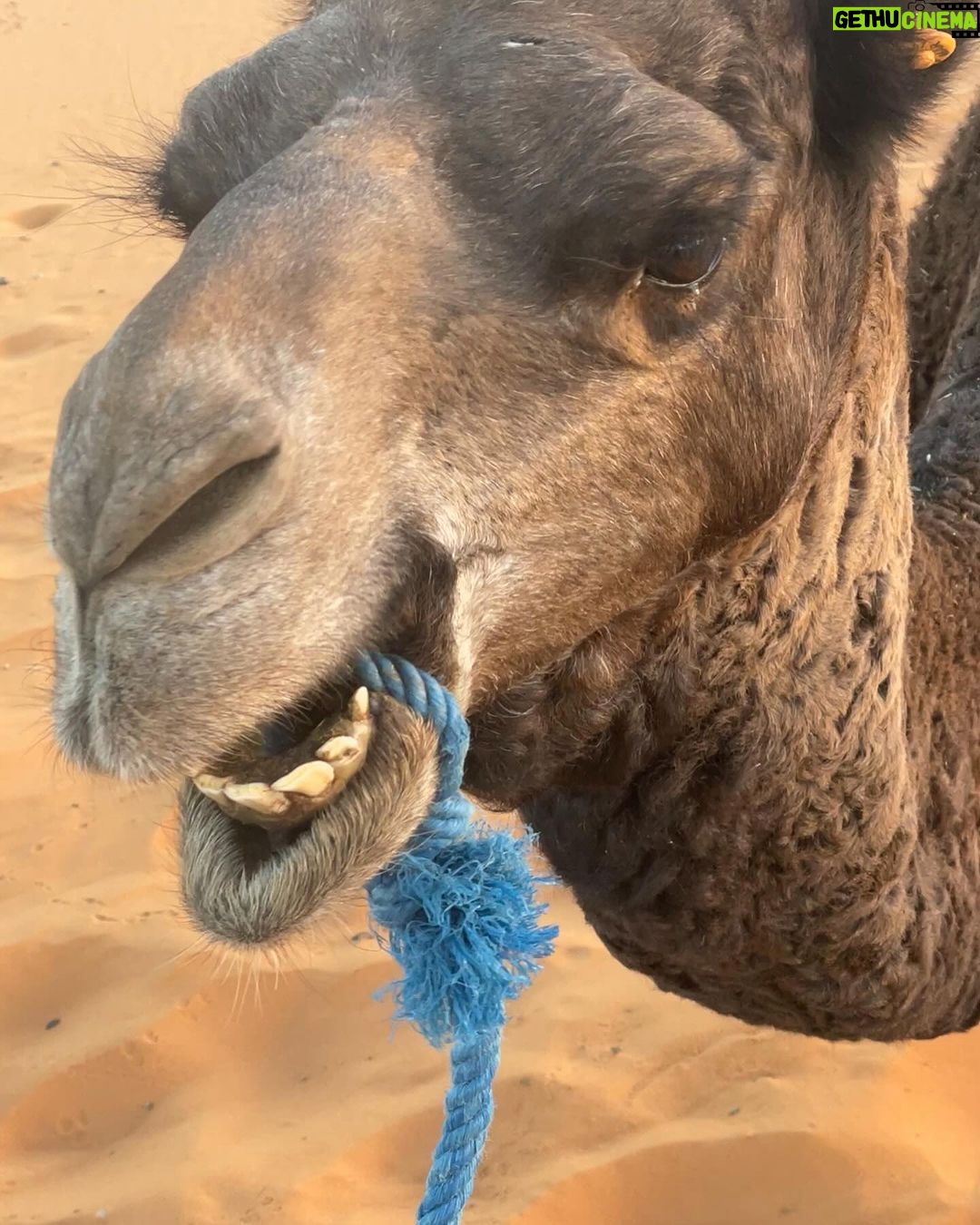 Christian Convery Instagram - Received a very special call in the Sahara Desert while getting on my Dromedarie at 7am and itβs very exciting news! Canβt wait to share! π¬π₯π¬π₯ 2024 is starting off with a bang!π₯π₯π₯ #positivemindset #positivevibes