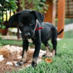 Christian Figueiredo Instagram - A FAMÍLIA AUMENTOU! 👨‍👩‍👦‍👦🐱🐱🐶 sim, adotamos uma cachorrinha! e agora precisamos da ajuda de vocês! qual nome devemos colocar? ela tem cara de quê? 🥹❤️